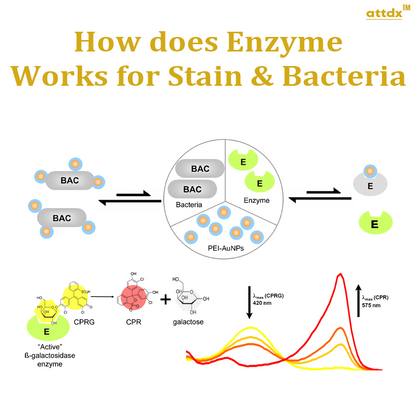 ATTDX Enzymatic StainVanish Remover