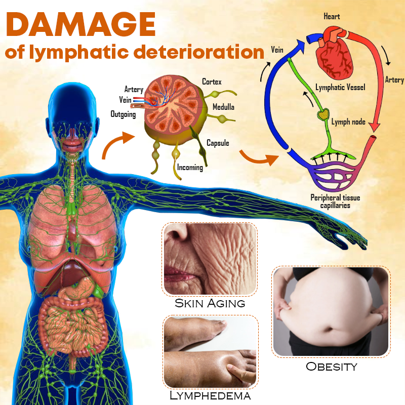 Bee Venom LymphaticDrainage SlimmingSoap
