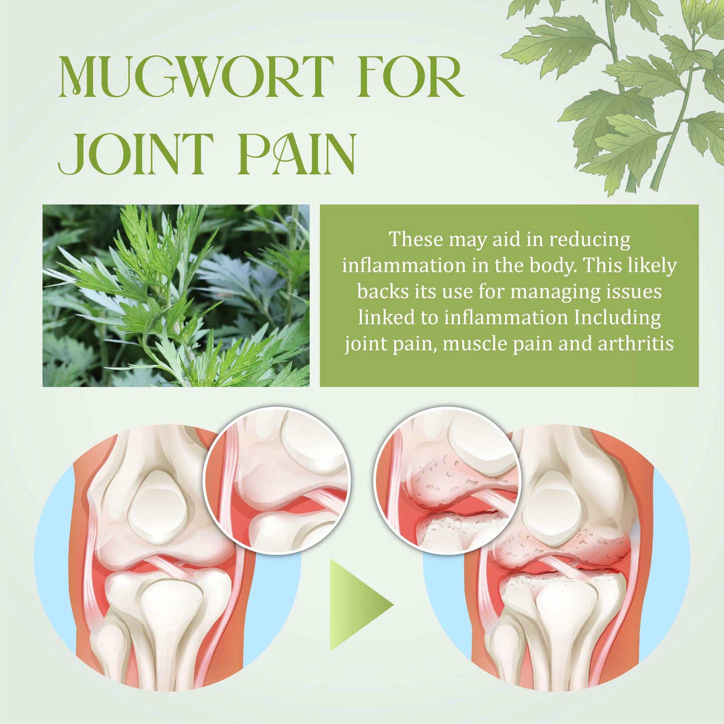 GentleCare Mugwort JointEase Cream